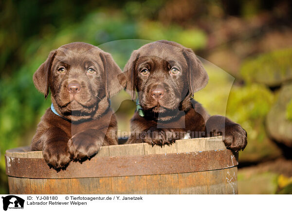 Labrador Retriever Welpen / Labrador Retriever Puppies / YJ-08180