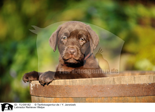 Labrador Retriever Welpe / Labrador Retriever Puppy / YJ-08182