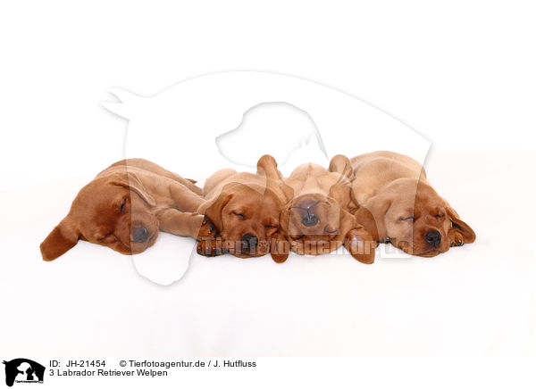 3 Labrador Retriever Welpen / 3 Labrador Retriever Puppies / JH-21454