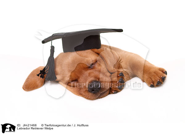Labrador Retriever Welpe / JH-21468