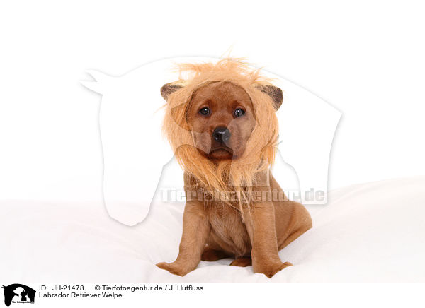 Labrador Retriever Welpe / JH-21478