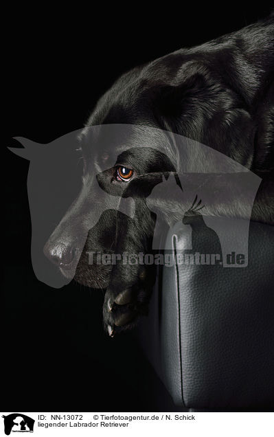 liegender Labrador Retriever / NN-13072
