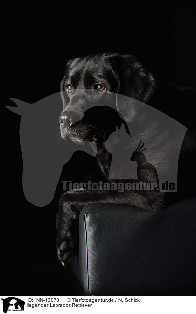 liegender Labrador Retriever / NN-13073