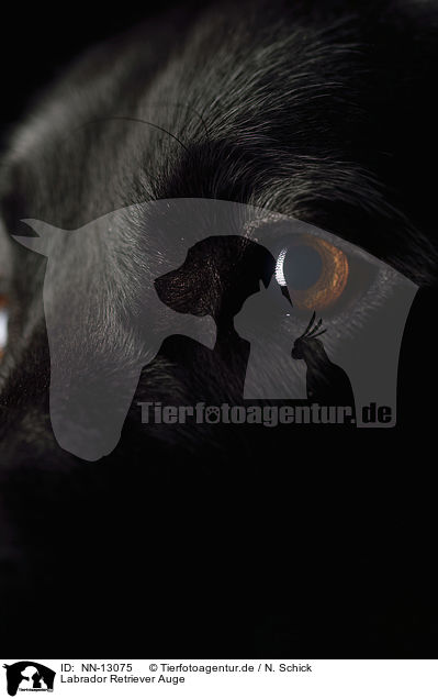Labrador Retriever Auge / NN-13075