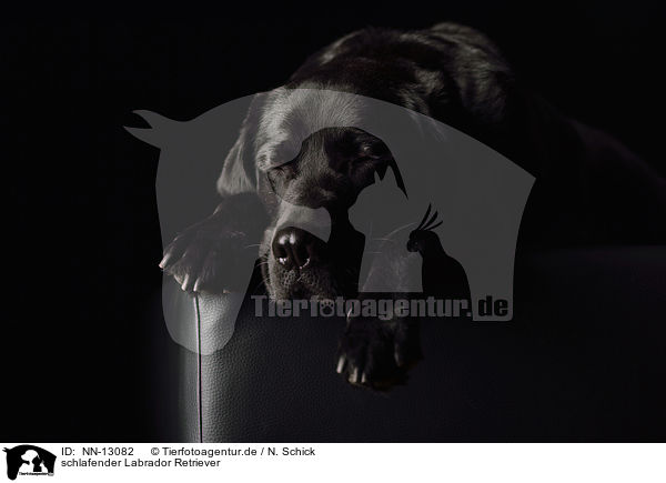 schlafender Labrador Retriever / NN-13082