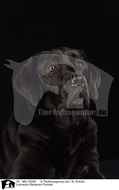 Labrador Retriever Portrait / NN-13085