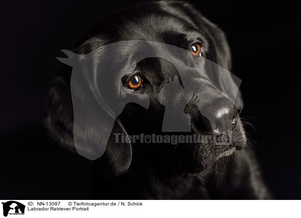 Labrador Retriever Portrait / NN-13087