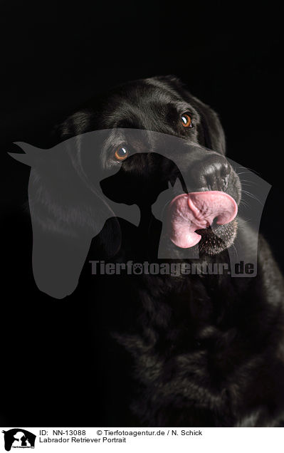 Labrador Retriever Portrait / NN-13088