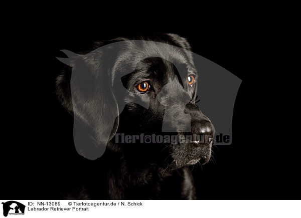 Labrador Retriever Portrait / NN-13089