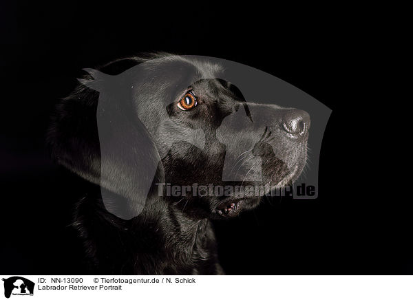 Labrador Retriever Portrait / NN-13090