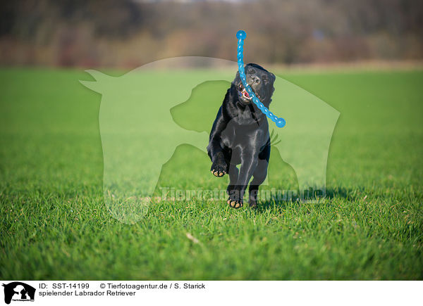 spielender Labrador Retriever / playing Labrador Retriever / SST-14199