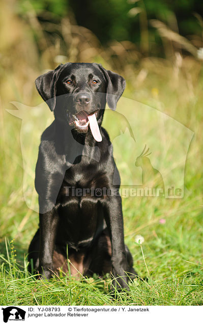 junger Labrador Retriever / young Labrador Retriever / YJ-08793