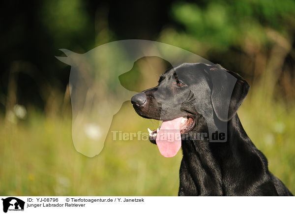 junger Labrador Retriever / young Labrador Retriever / YJ-08796