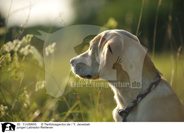junger Labrador Retriever / young Labrador Retriever / YJ-08800