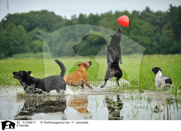 4 Hunde / 4 dogs / YJ-08817