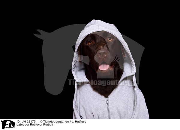 Labrador Retriever Portrait / JH-22175