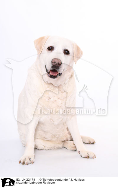 sitzender Labrador Retriever / sitting Labrador Retriever / JH-22178