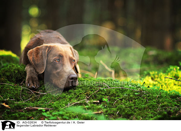 liegender Labrador Retriever / lying Labrador Retriever / AG-02634