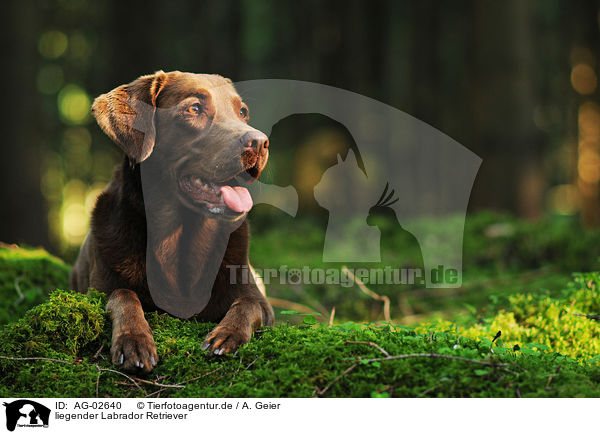 liegender Labrador Retriever / lying Labrador Retriever / AG-02640