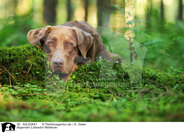 liegender Labrador Retriever / lying Labrador Retriever / AG-02641