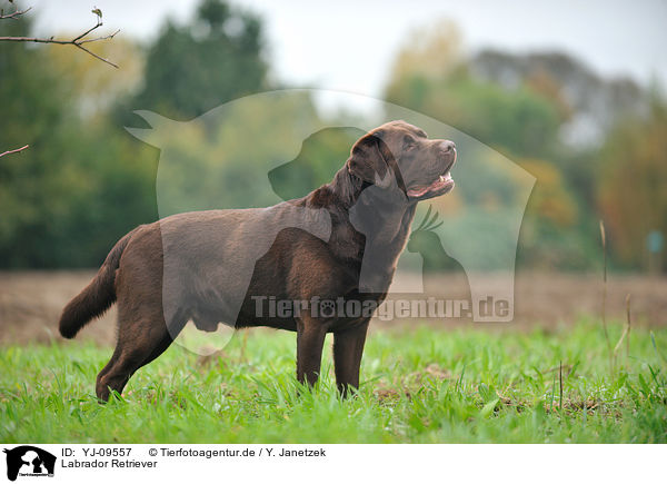 Labrador Retriever / Labrador Retriever / YJ-09557