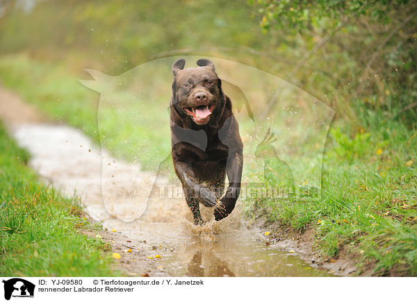 rennender Labrador Retriever / YJ-09580