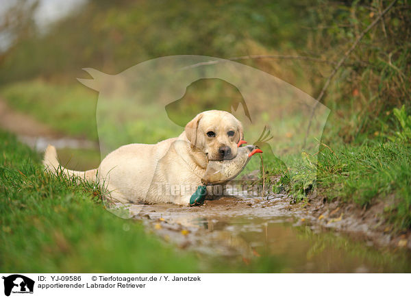 apportierender Labrador Retriever / retrieving Labrador Retriever / YJ-09586