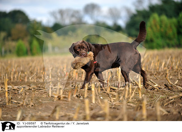 apportierender Labrador Retriever / retrieving Labrador Retriever / YJ-09597