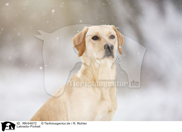 Labrador Portrait / Labrador Portrait / RR-64672