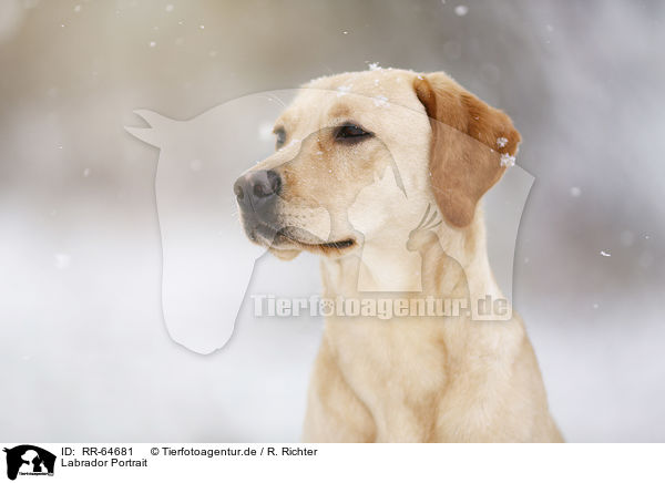 Labrador Portrait / Labrador Portrait / RR-64681