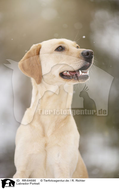 Labrador Portrait / Labrador Portrait / RR-64686