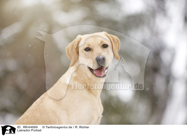 Labrador Portrait / Labrador Portrait / RR-64689