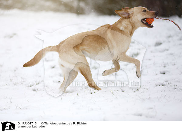 rennender Labrador / running Labrador / RR-64715