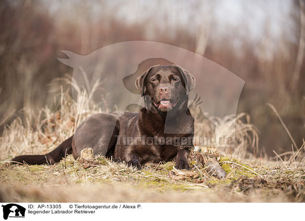 liegender Labrador Retriever / lying Labrador Retriever / AP-13305