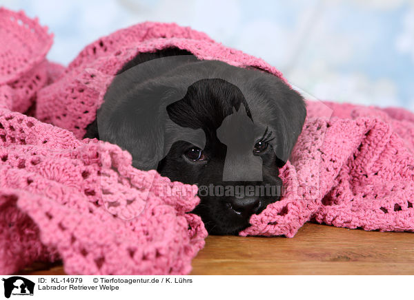 Labrador Retriever Welpe / KL-14979