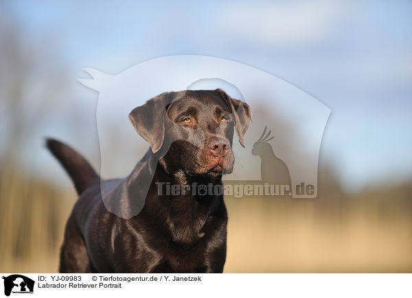 Labrador Retriever Portrait / YJ-09983