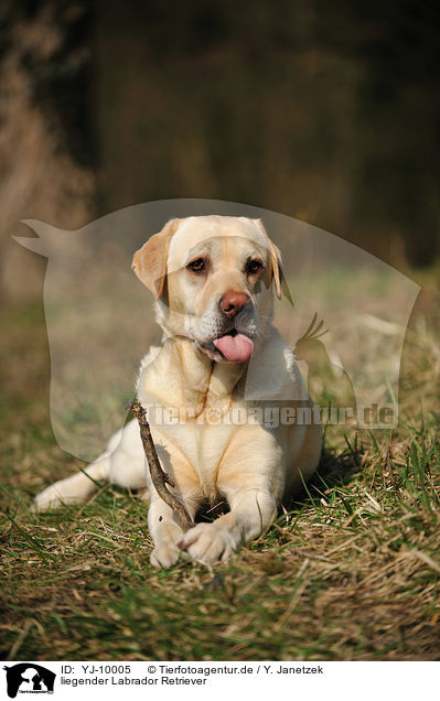 liegender Labrador Retriever / YJ-10005