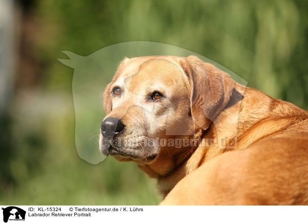 Labrador Retriever Portrait / KL-15324