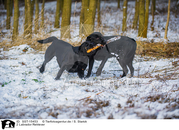 2 Labrador Retriever / 2 Labrador Retriever / SST-15453