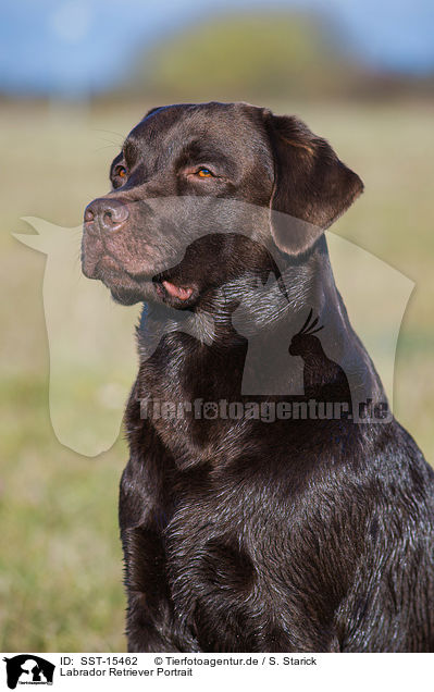 Labrador Retriever Portrait / SST-15462