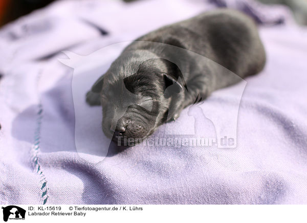 Labrador Retriever Baby / Labrador Retriever Baby / KL-15619