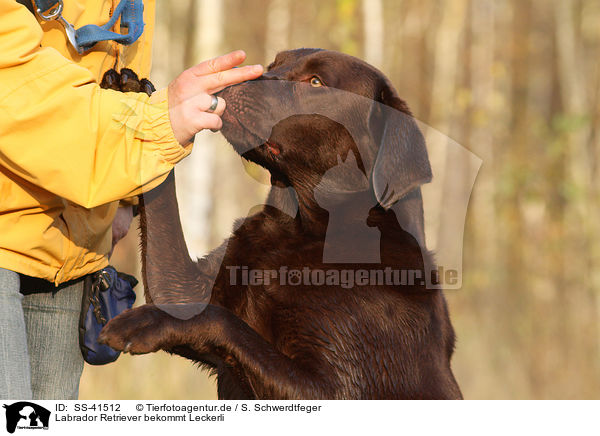 Labrador Retriever bekommt Leckerli / Labrador Retriever is getting treat / SS-41512