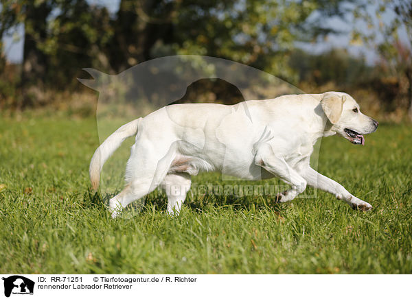 rennender Labrador Retriever / running Labrador Retriever / RR-71251