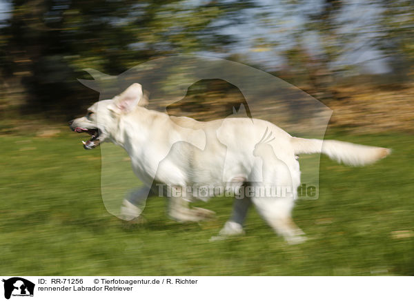 rennender Labrador Retriever / running Labrador Retriever / RR-71256