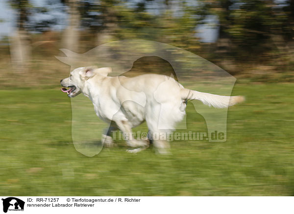 rennender Labrador Retriever / running Labrador Retriever / RR-71257