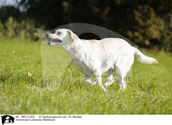 rennender Labrador Retriever / running Labrador Retriever / RR-71262