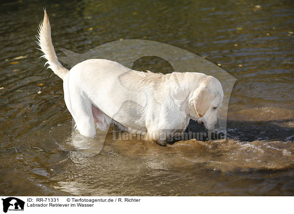 Labrador Retriever im Wasser / Labrador Retriever in the water / RR-71331