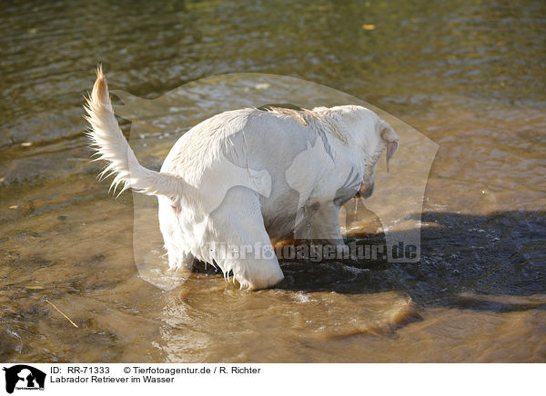 Labrador Retriever im Wasser / Labrador Retriever in the water / RR-71333