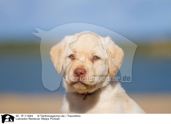 Labrador Retriever Welpe Portrait / IF-11984