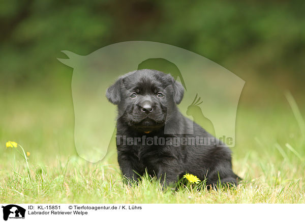 Labrador Retriever Welpe / KL-15851